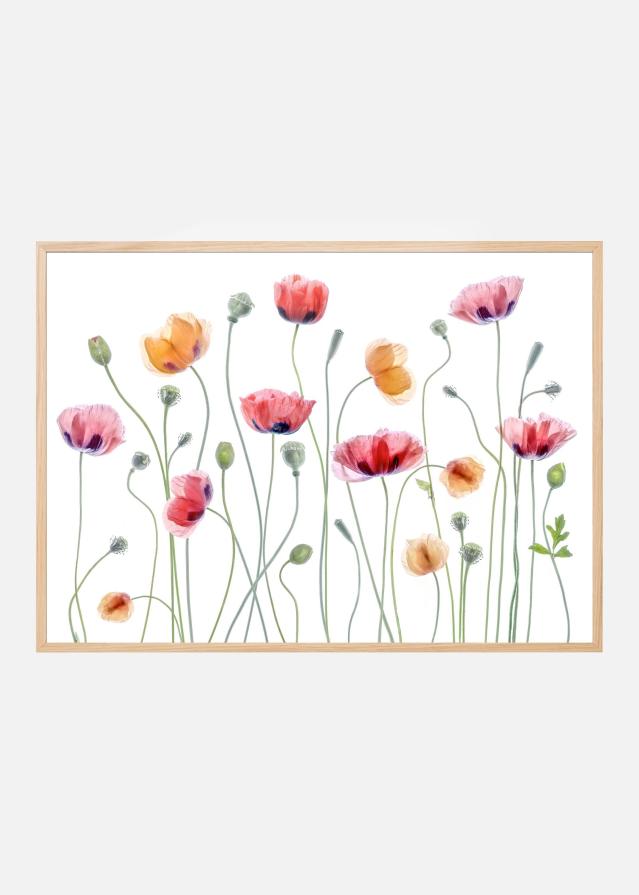 Papaver party Plakat
