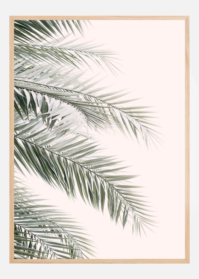 Blush Palm Leaves Plakat