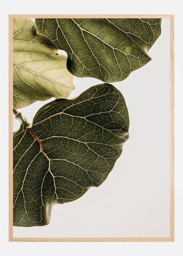 Abutifolia No1 Plakat