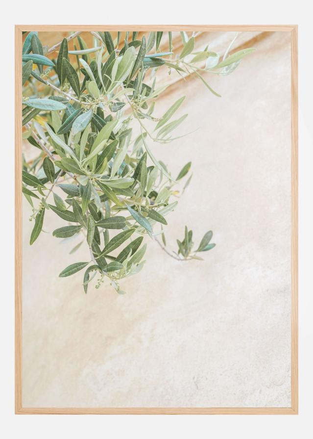 Olive Tree Leaves Plakat