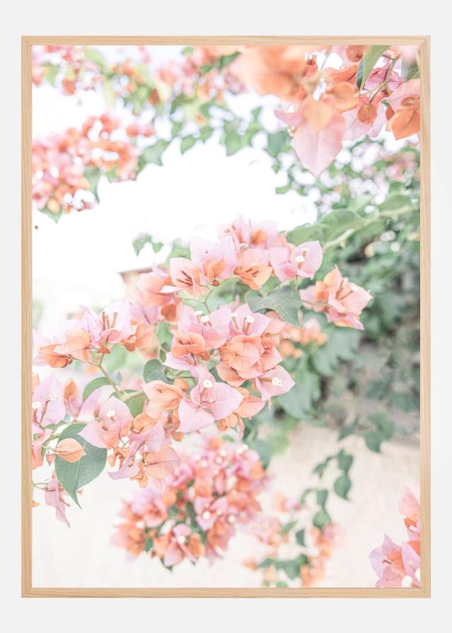Peach Bougainvillea Plakat