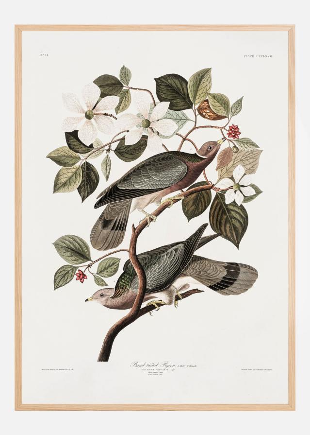 Brand Tailed Pigeon From Birds Of America (1827) Plakat