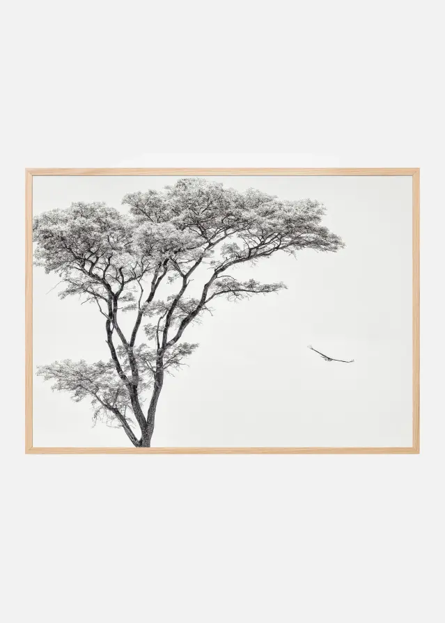 the African eagle Plakat