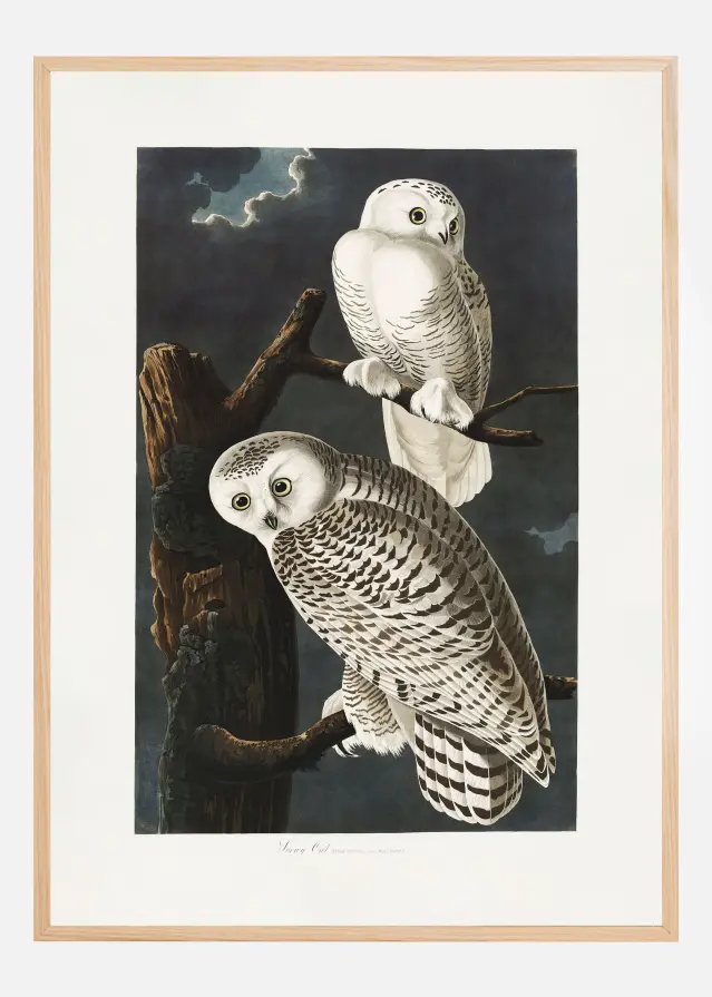 Snowy Owl From Birds of America (1827) Plakat