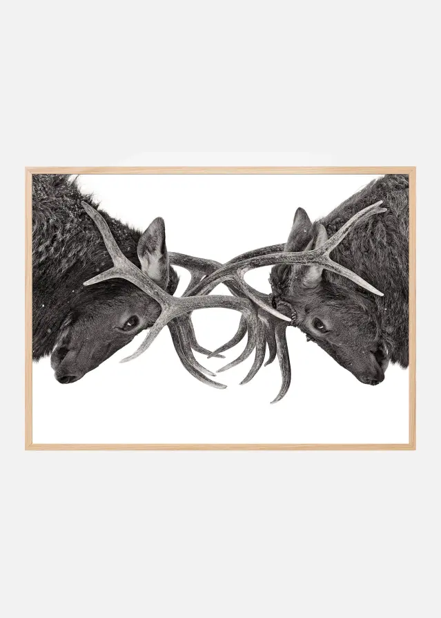 Eye to Eye - Elk fight Plakat