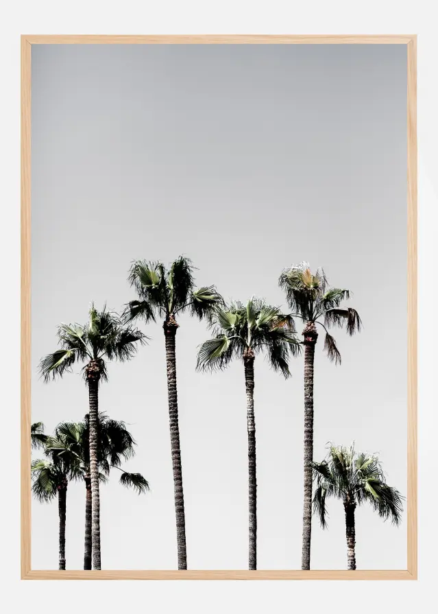 Palm Trees Plakat