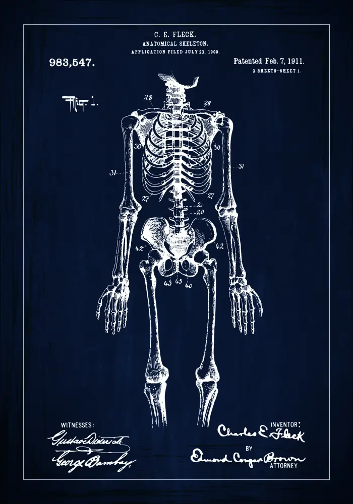 Patenteeritud joonistus - anatoomiline skelett sees - sinine Plakat