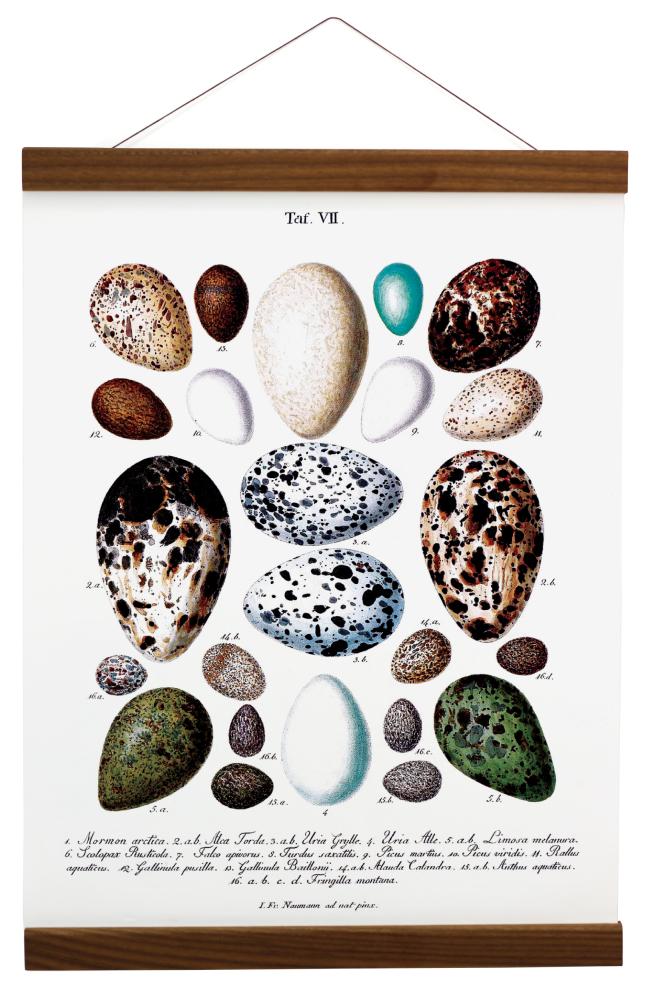 Plakati riputi pahkel - 70 cm