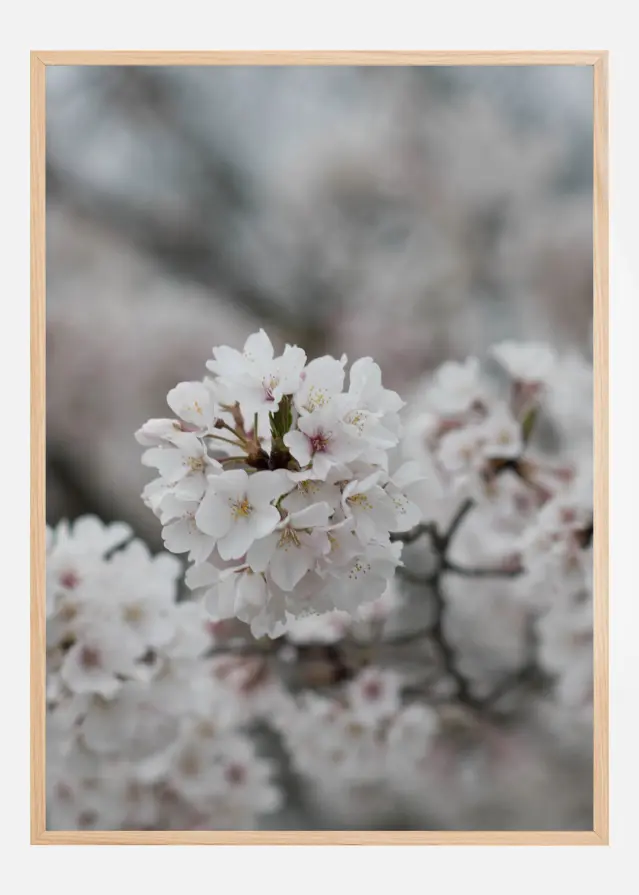 Cherryblossom Plakat