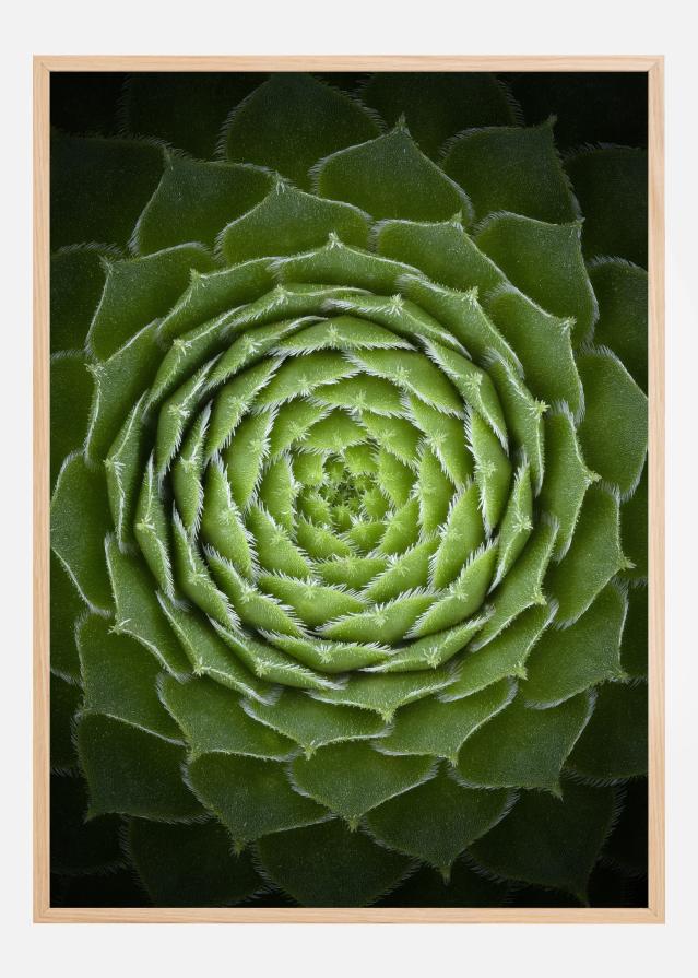 Succulent Plakat