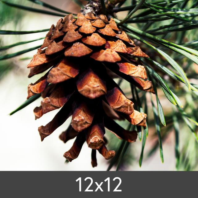 Suurendamine FineArt Bamboo 290 g