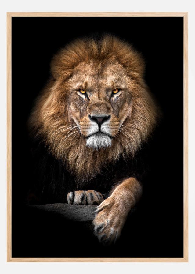 Focused Lion Color Plakat