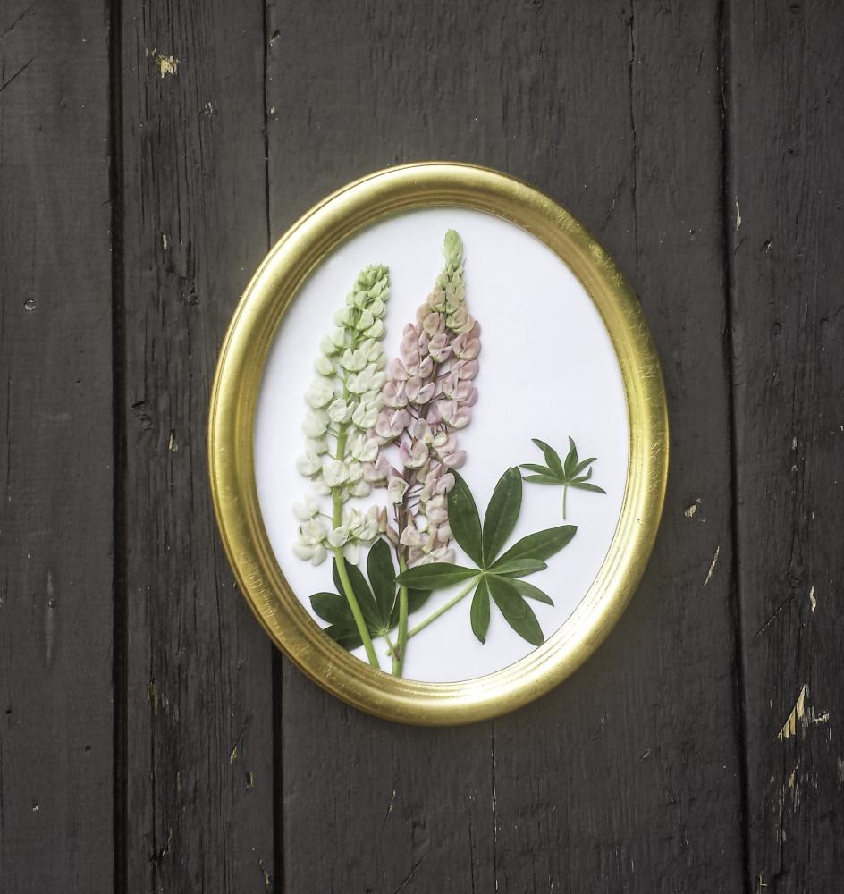 Molly ümmargune, kuldne 24x30 cm