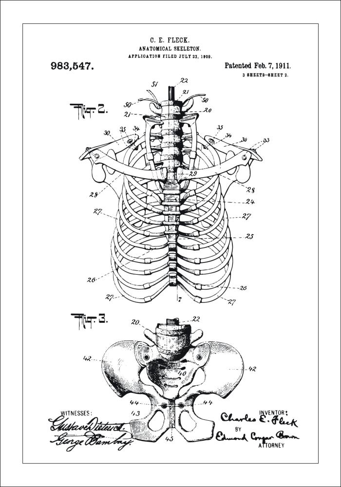 Patenteeritud joonistus - anatoomiline skelett II Plakat